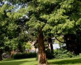 Metasequoia glyptostroboides