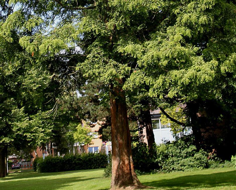 Image of Metasequoia glyptostroboides specimen.