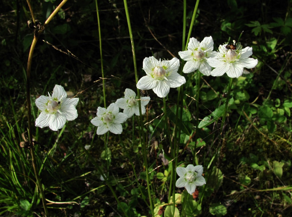 Изображение особи Parnassia palustris.