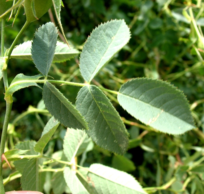 Image of Rosa canina specimen.