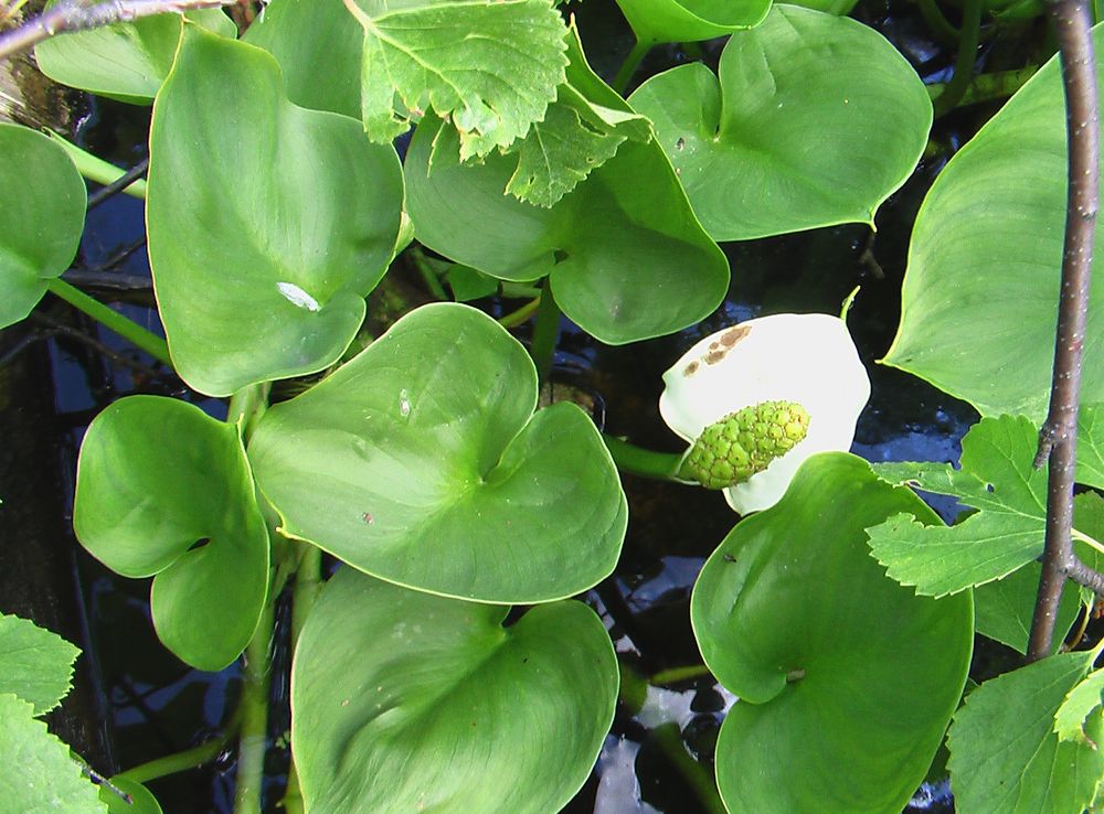 Изображение особи Calla palustris.