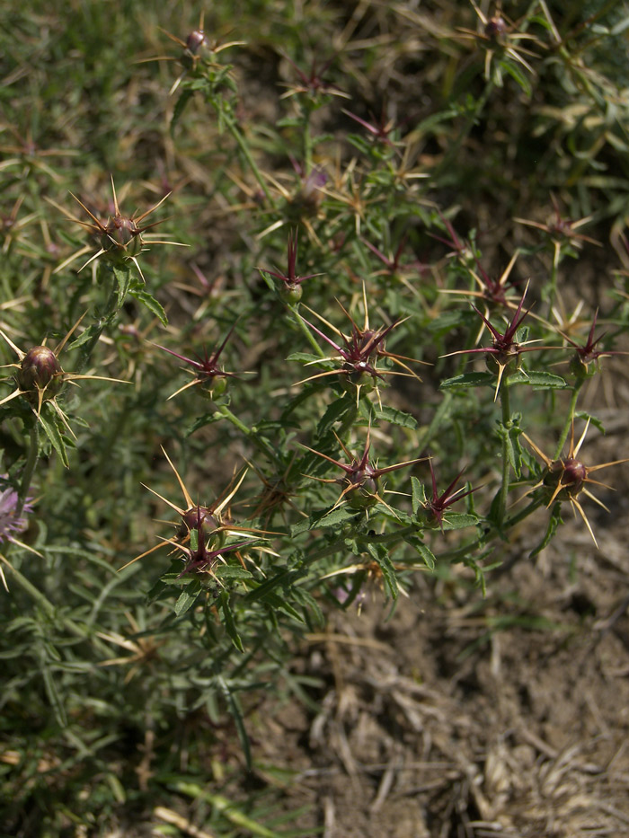 Image of Centaurea iberica specimen.