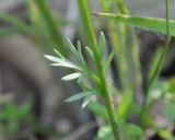 Ranunculus millefoliatus