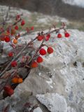 Cotoneaster integerrimus. Веточки с плодами. Южный берег Крыма, Ай-Петринская яйла. 10 ноября 2012 г.