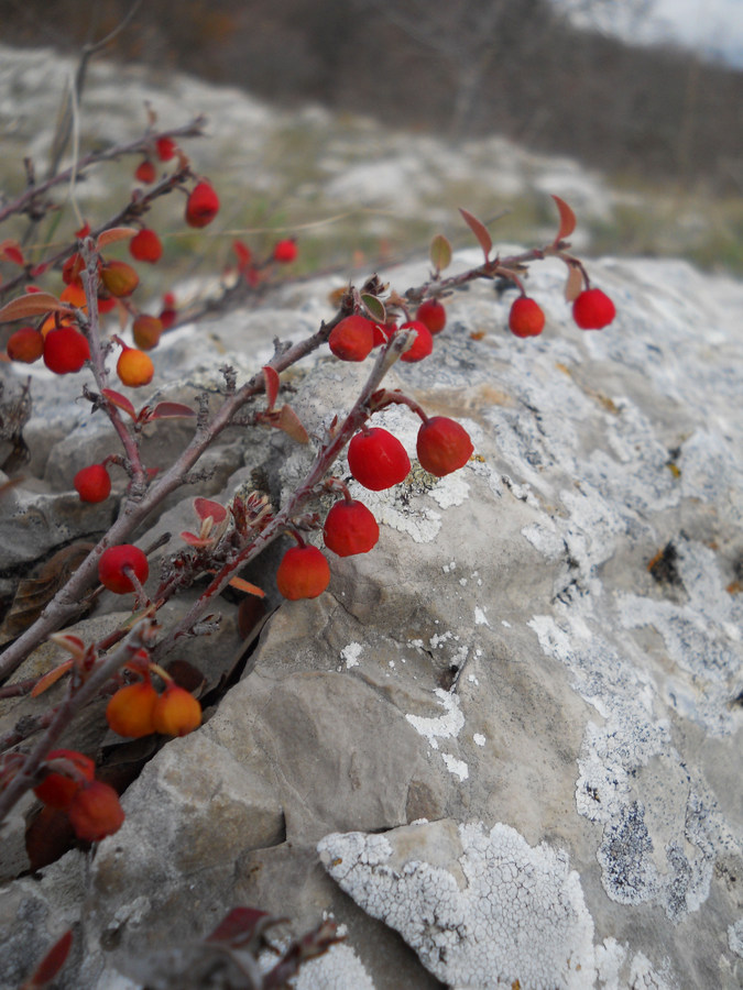 Image of Cotoneaster integerrimus specimen.