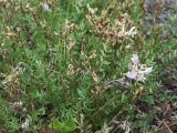 Oxytropis sordida