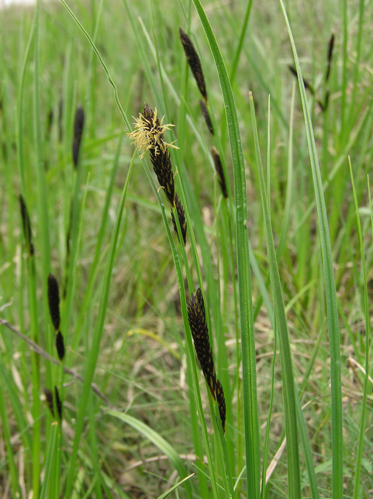 Image of Carex melanostachya specimen.