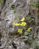 Verbascum levanticum. Соцветие. Israel, Mount Carmel, Nachal Haruvim. 18.04.2006.