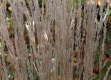 Calamagrostis &times; acutiflora