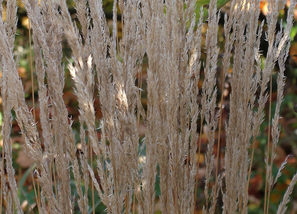 Image of Calamagrostis × acutiflora specimen.