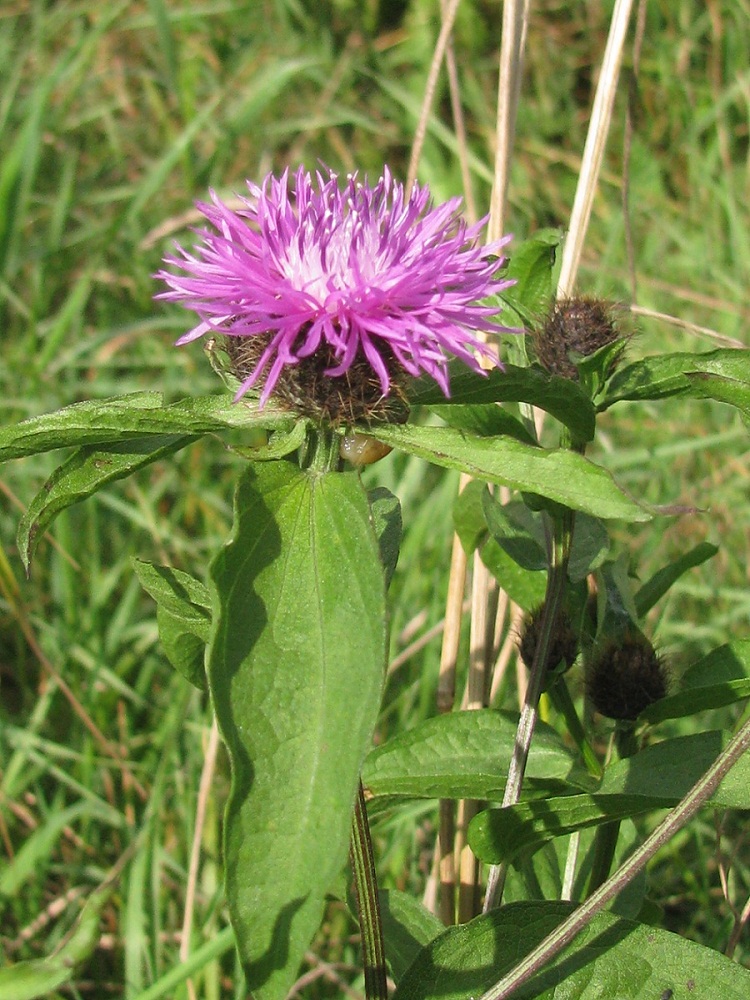 Image of Centaurea carpatica specimen.