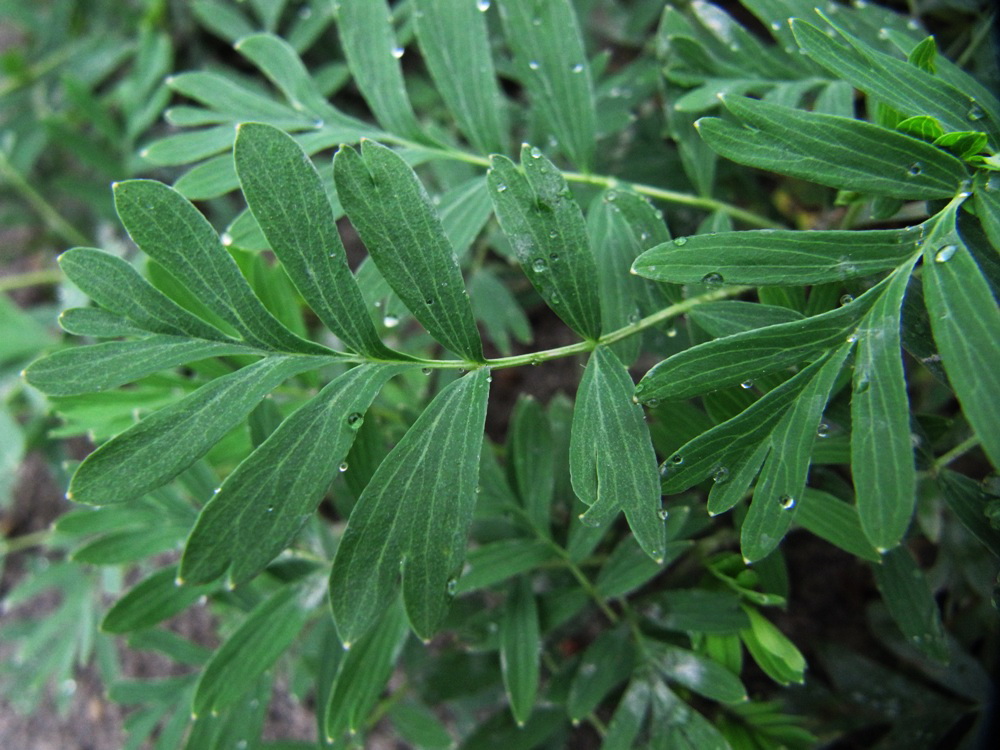 Image of Potentilla semiglabra specimen.