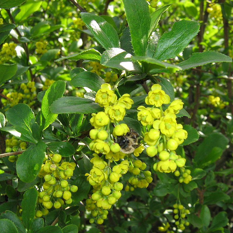 Image of Berberis amurensis specimen.