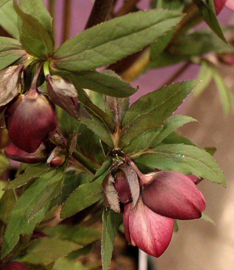 Image of Helleborus abchasicus specimen.