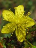 Hypericum maculatum. Цветок. Украина, Львовская обл., Бориславский горсовет, пгт Сходница, разнотравный луг. 11.08.2012.