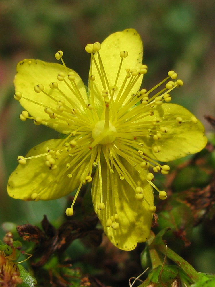 Изображение особи Hypericum maculatum.