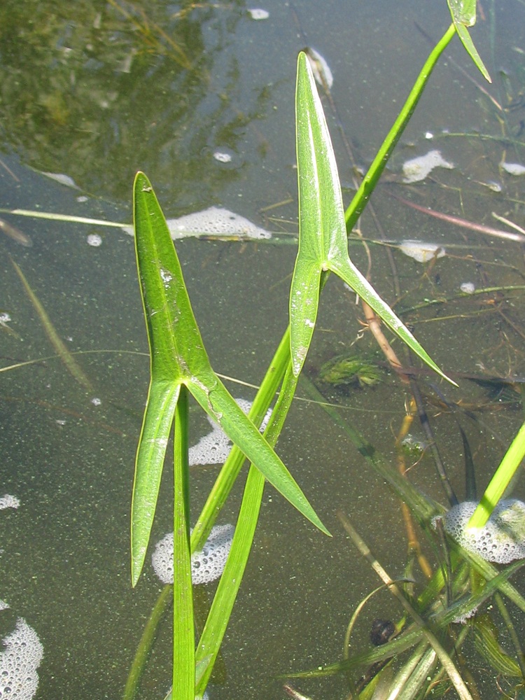 Image of Sagittaria sagittifolia specimen.