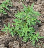 Oxybasis glauca. Вегетирующее растение. Украина, Хмельницкая обл., Красиловский р-н, с. Терешки, возле фермы. 02.08.2010.