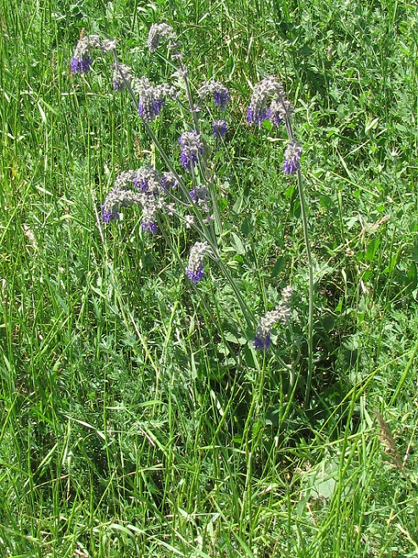 Image of Salvia nutans specimen.