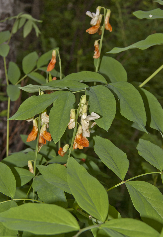 Изображение особи Lathyrus gmelinii.