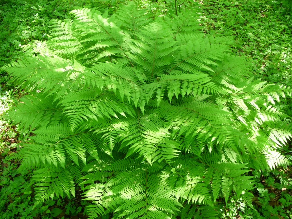 Изображение особи Athyrium monomachii.