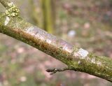 Sorbus aucuparia. Часть веточки с лишайником (слева) и коротким побегом. Германия, г. Кемпен, в шумозащитной полосе. 28.03.2013.