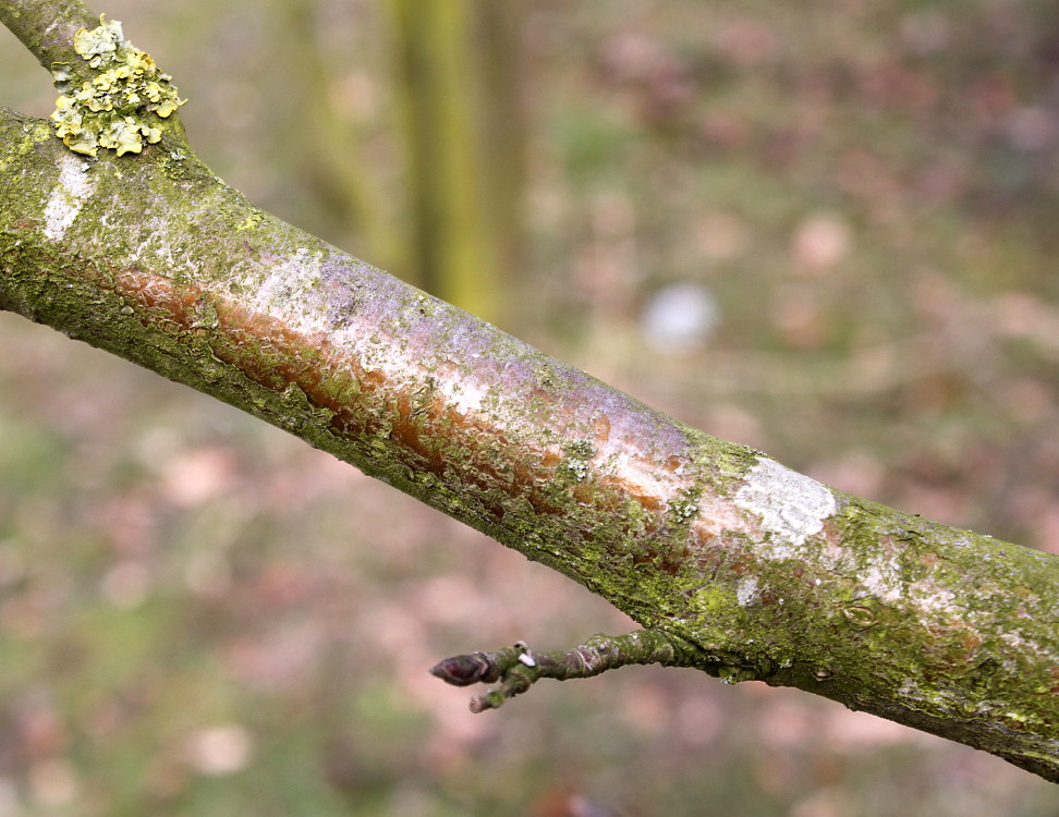 Image of Sorbus aucuparia specimen.