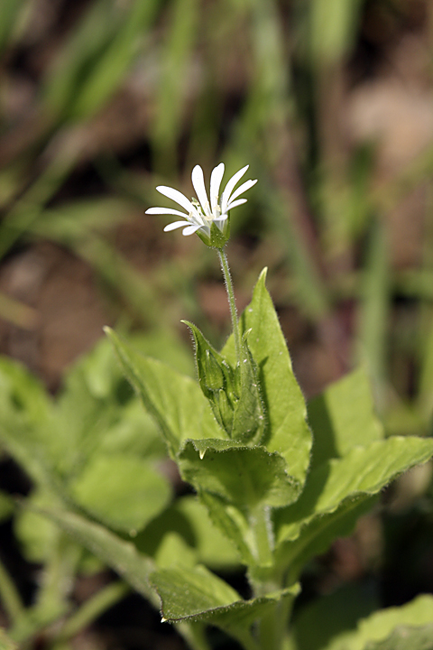 Изображение особи Stellaria nemorum.