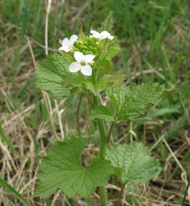 Изображение особи Alliaria petiolata.