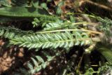 Astragalus mucidus