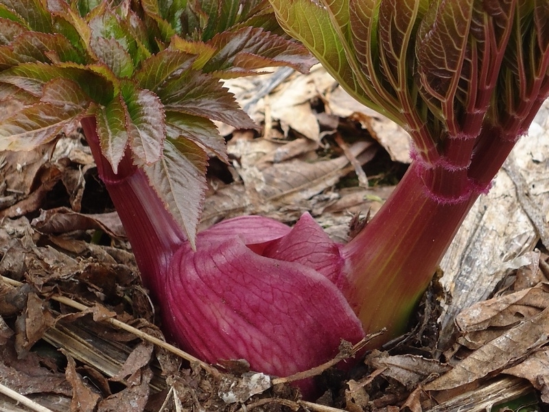 Image of Angelica ursina specimen.