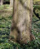 Tilia platyphyllos