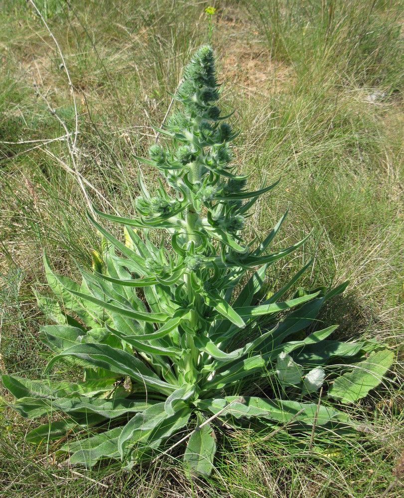 Изображение особи Echium biebersteinii.