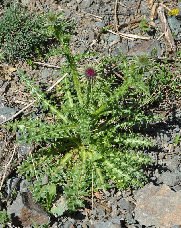 Изображение особи Carduus onopordioides.