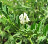 Astragalus hamosus