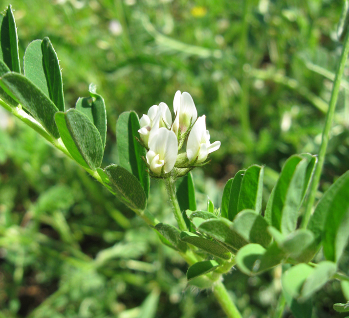 Изображение особи Astragalus hamosus.