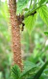 Rubus idaeus