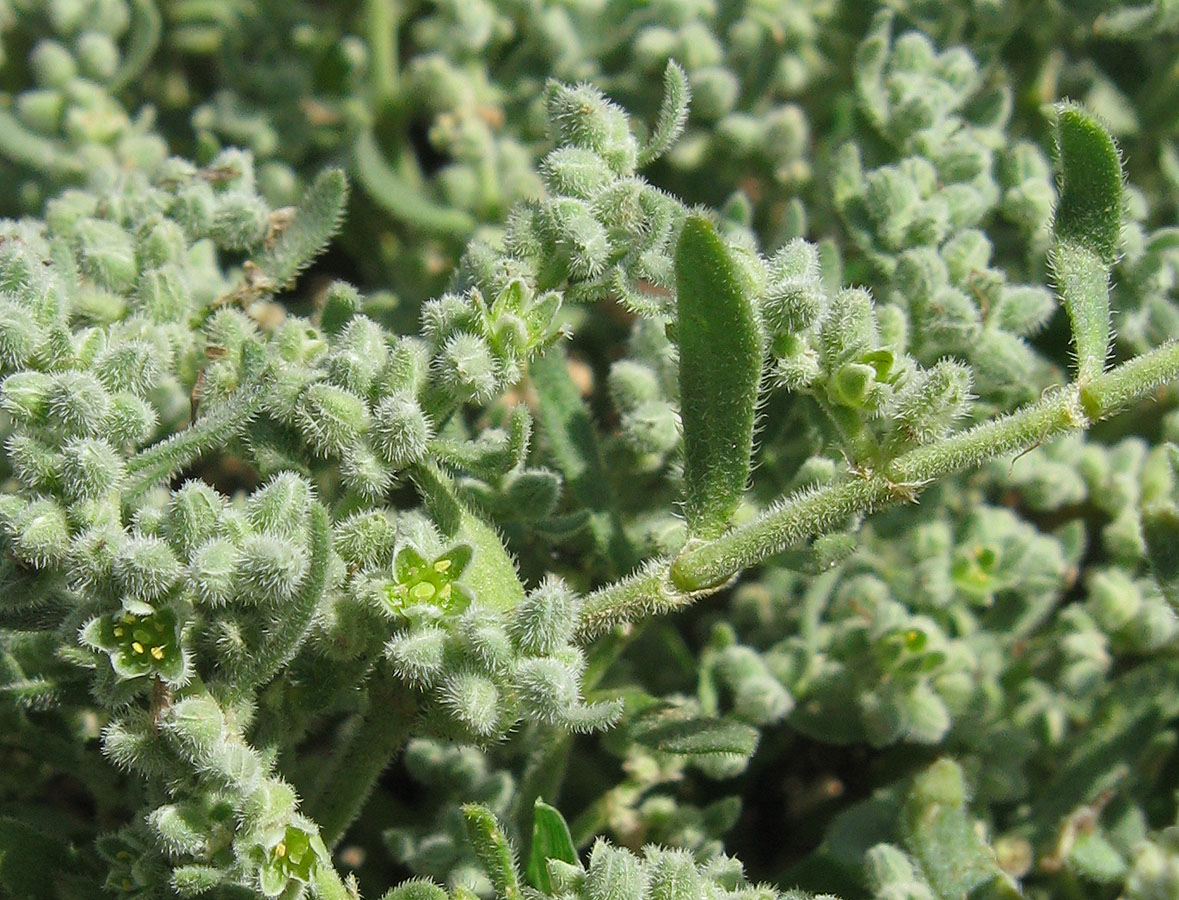 Image of Herniaria incana var. angustifolia specimen.