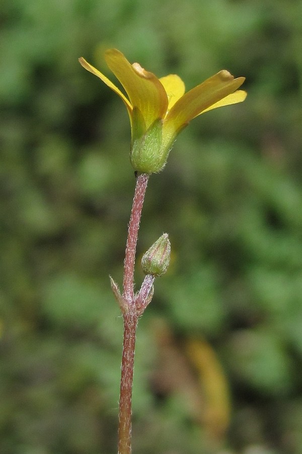 Изображение особи Oxalis corniculata.