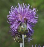 Centaurea graeca