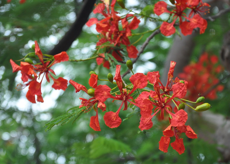 Image of Delonix regia specimen.