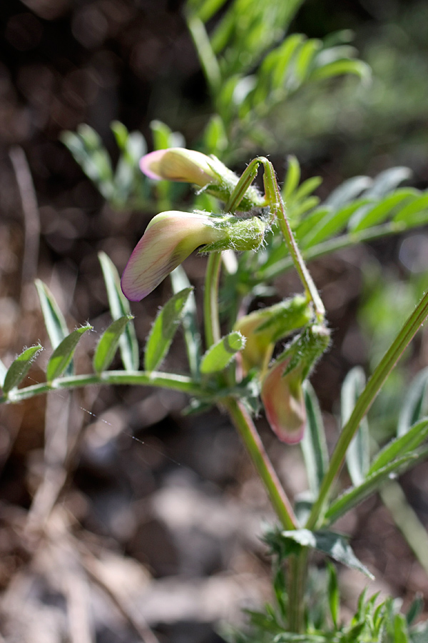 Image of Vicia subvillosa specimen.