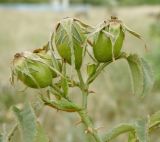 Rosa corymbifera var. tomentosa