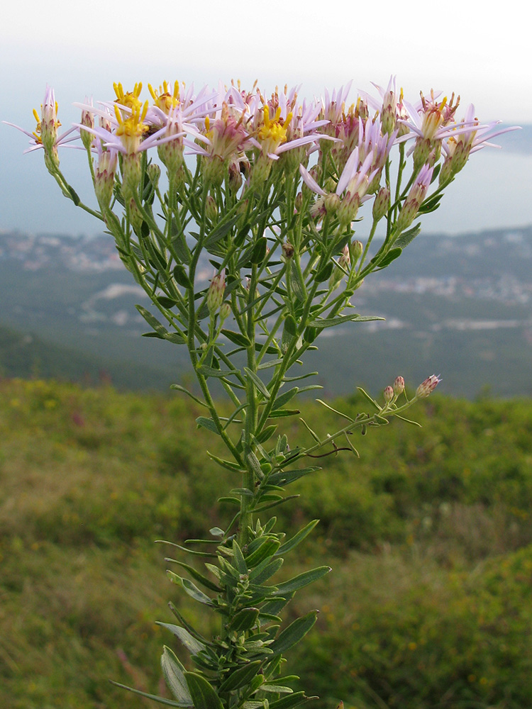 Изображение особи Galatella dracunculoides.