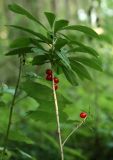 Daphne mezereum