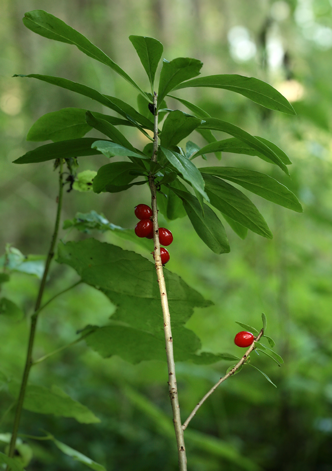 Image of Daphne mezereum specimen.