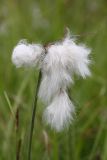 Eriophorum angustifolium. Соплодие. Бурятия, Баунтовский эвенкийский район, окр. пос. Северный, долина р. Има, сырой луг. 11.07.2013.