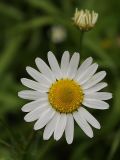 Tripleurospermum inodorum