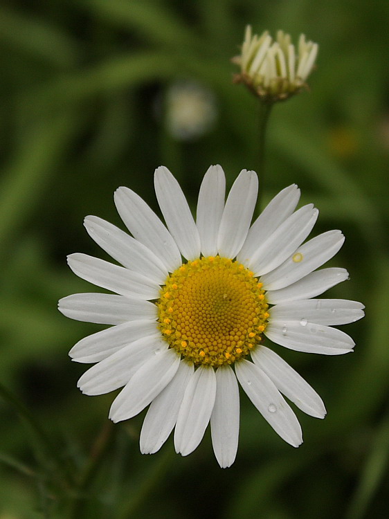 Изображение особи Tripleurospermum inodorum.