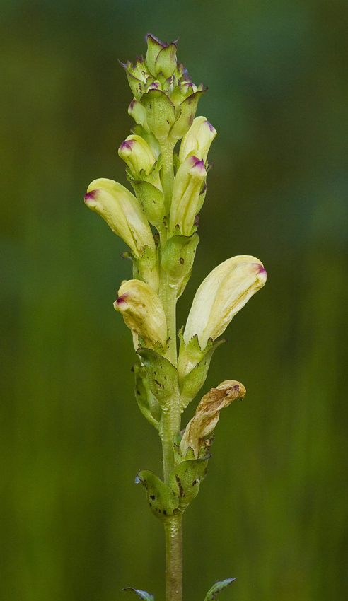 Image of Pedicularis sceptrum-carolinum specimen.